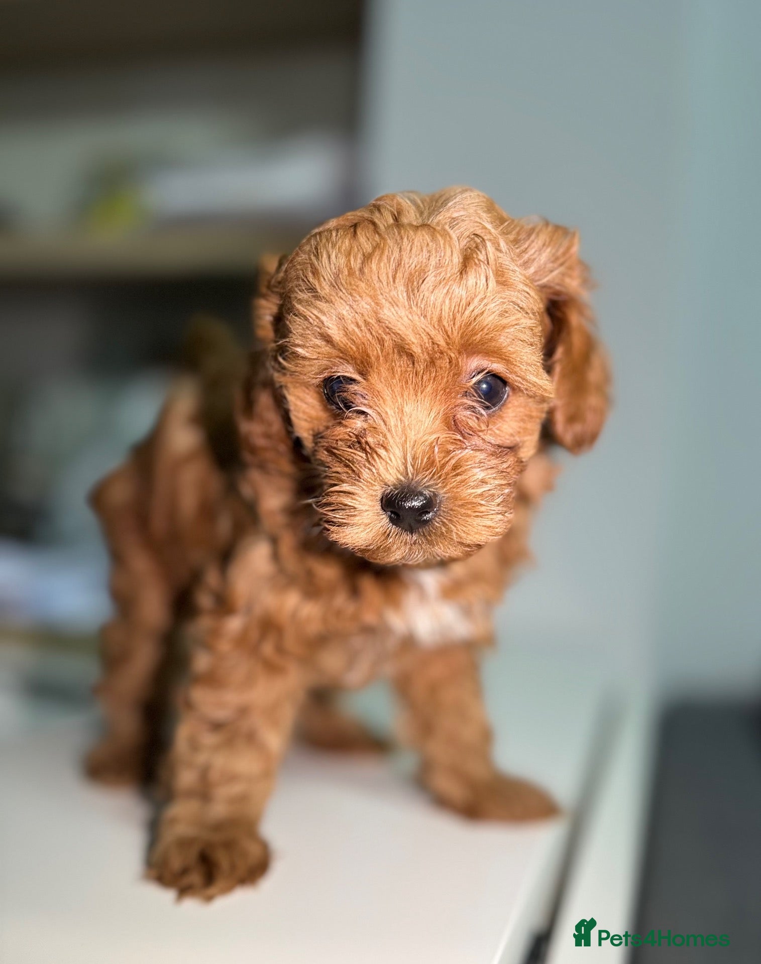 Maltipoo dogs 🐶 Stunning Brown/Red F1B Maltipoo Puppies ❤️ - Advert 2