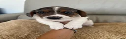 Mixed Breed dogs for sale: Dachshund puppies  in Birmingham - Advert 5