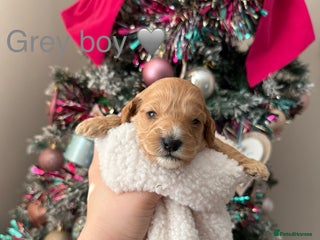 Cockapoo dogs One last pup available!! gorgeous F1 cockapoos - Advert 2