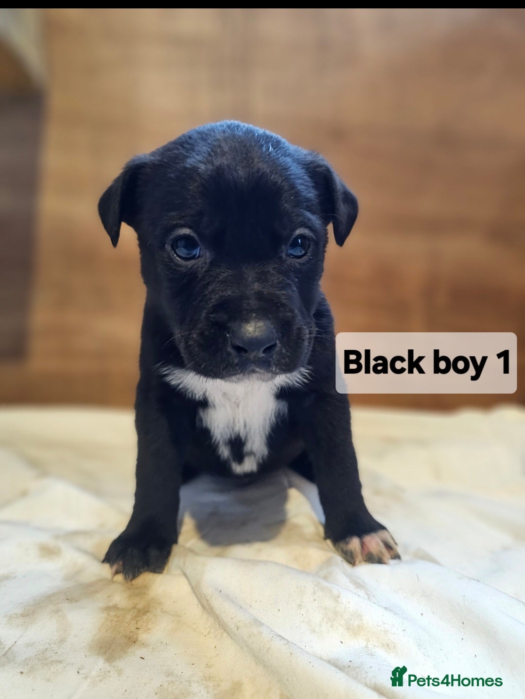 Mixed Breed dogs for sale: German shepard x rottweiler pups - Advert 7