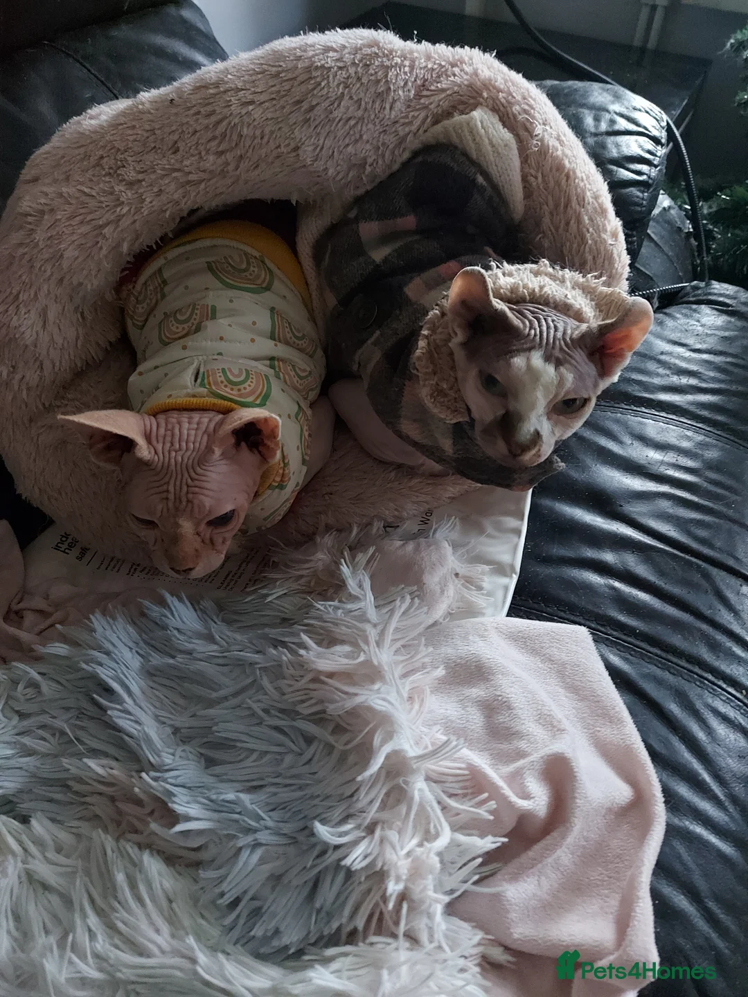 Mixed Breed cats for sale: Maine coon x sphynx boys - Advert 10
