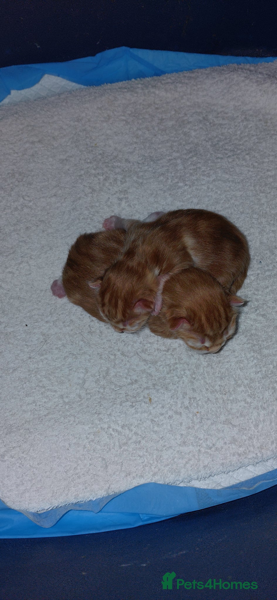 Mixed Breed cats Ginger kittens 1 of each sex - Advert 1