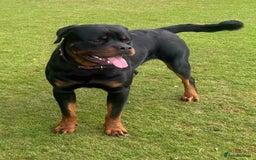 Rottweiler dogs for sale: STUNNING KC ROTTWEILER PUPPIES - Image 9