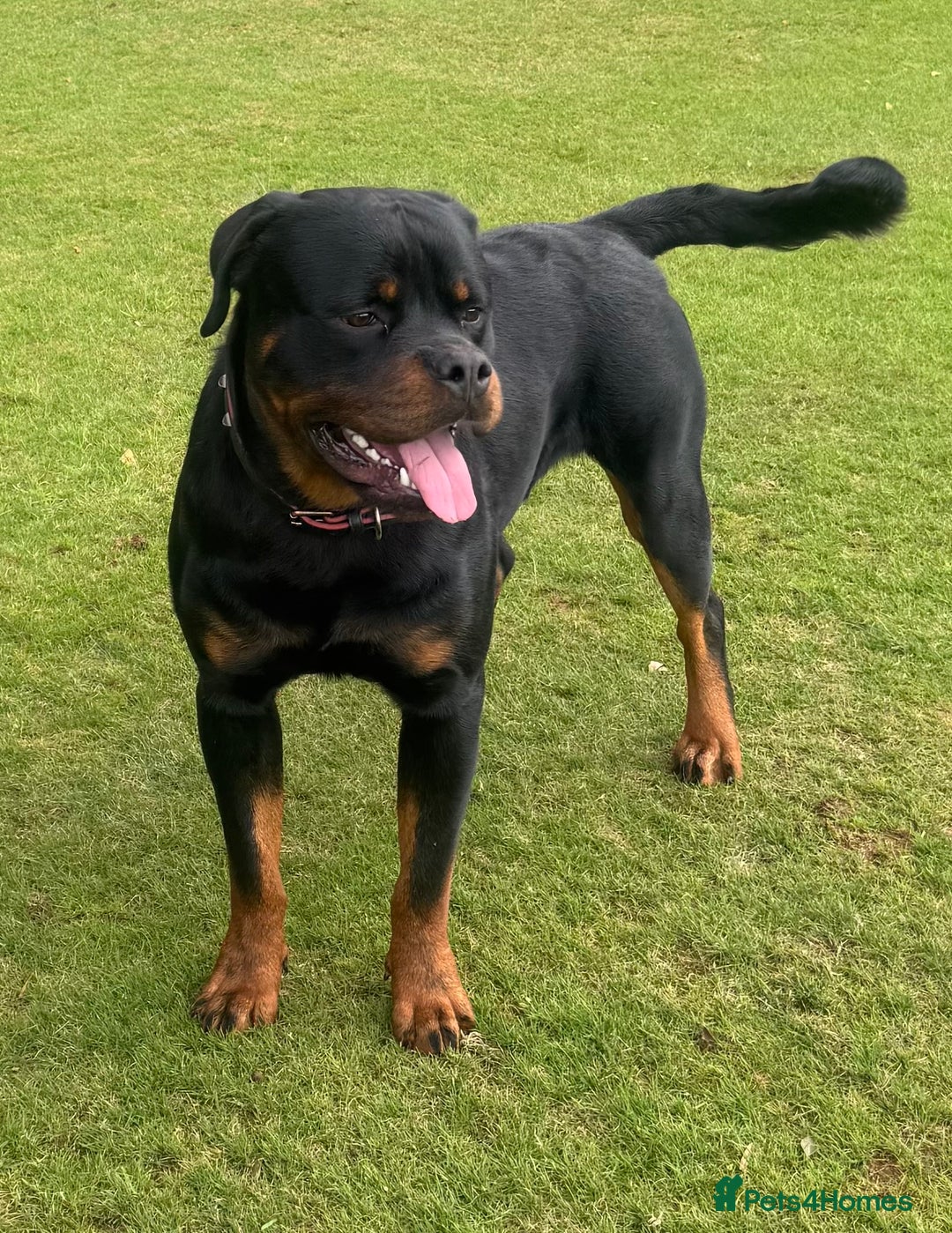 Rottweiler dogs for sale: STUNNING KC ROTTWEILER PUPPIES - Image 9