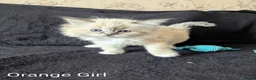 Ragdoll cats for sale: Fluffy Ragdoll Kittens - Advert 4