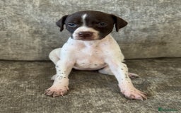 Pointer dogs for sale: BEAUTIFUL PEDIGREE POINTER PUPPIES - Image 10