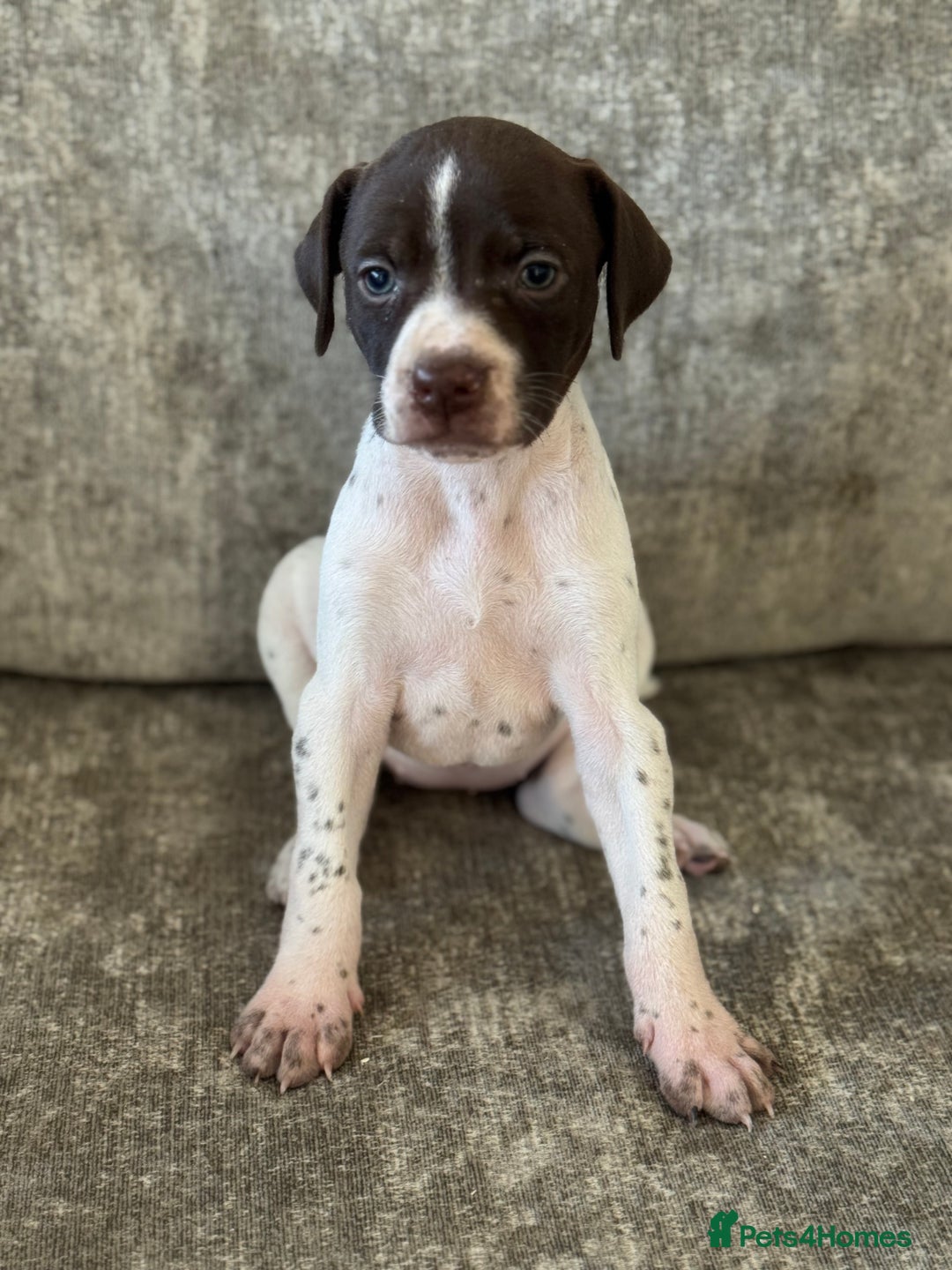 Pointer dogs for sale: BEAUTIFUL PEDIGREE POINTER PUPPIES - Image 10
