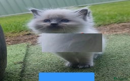 Ragdoll cats for sale: Healthy fluffy Ragdolls for sale - Image 5