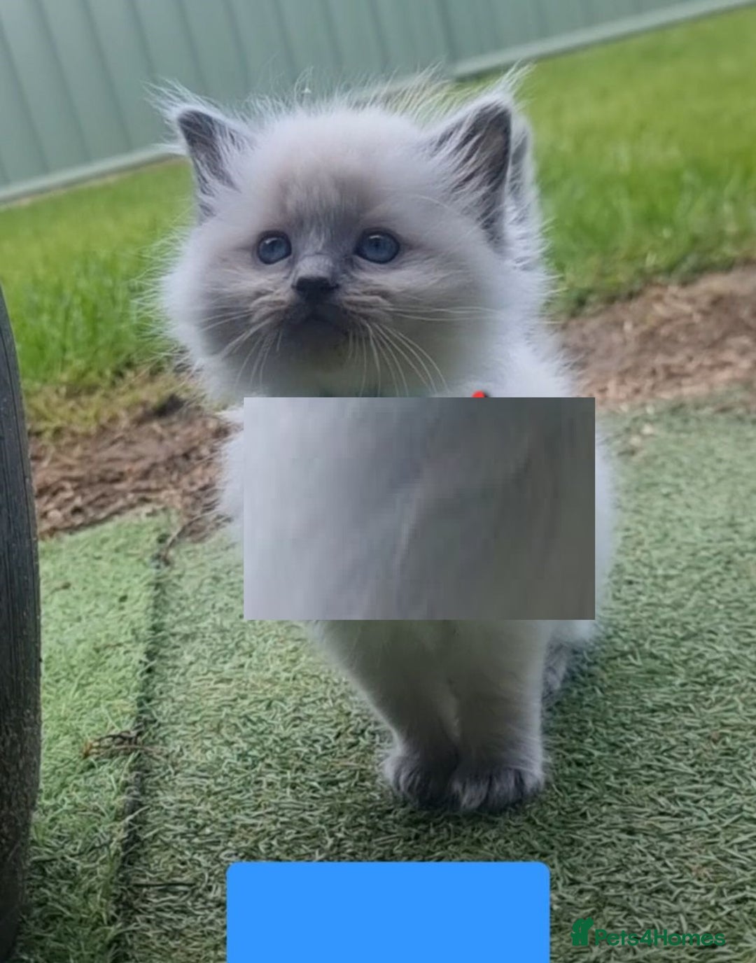 Ragdoll cats for sale: Healthy fluffy Ragdolls for sale - Image 5