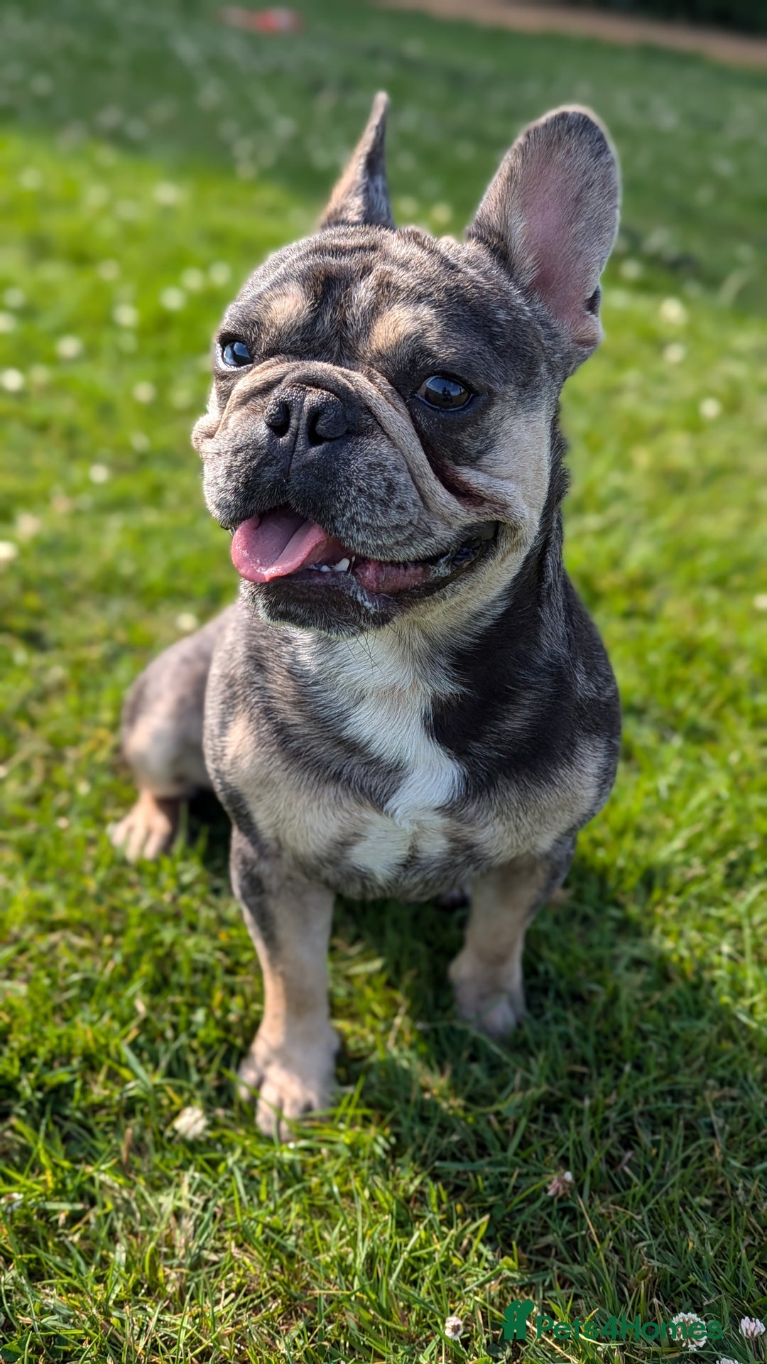French Bulldog dogs for stud: Biscuit the KC REGISTERED French Bulldog Stud 💙🐶 - Advert 12