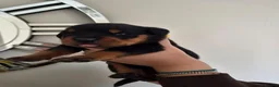 Rottweiler dogs for sale: WORLD CHAMPION CHUNKY ROTTWEILERS  - Advert 28