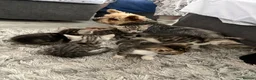 Bengal cats for sale: 5 beautiful girl bengal cross breed 🩷 - Advert 35