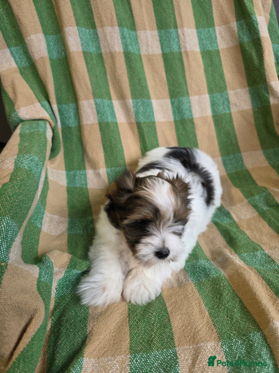 Yorkshire Terrier dogs for sale: Cocos' babies - Advert 8