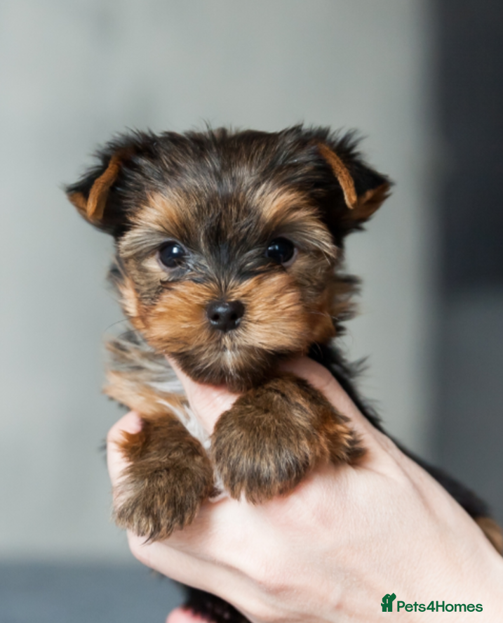 Yorkshire Terrier dogs ✨Exquisite 2 MINI & 3 standard Yorkshire Terriers - Advert 8