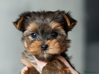 Yorkshire Terrier dogs ✨Exquisite 2 MINI & 3 standard Yorkshire Terriers - Advert 8