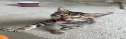 Bengal cats for sale: Bengal kittens for sale - Advert 7