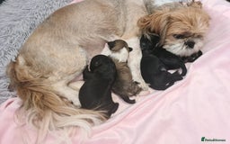 Shihpoo dogs for sale: Absolutely stunning F1 shihpoo puppies  - Image 2