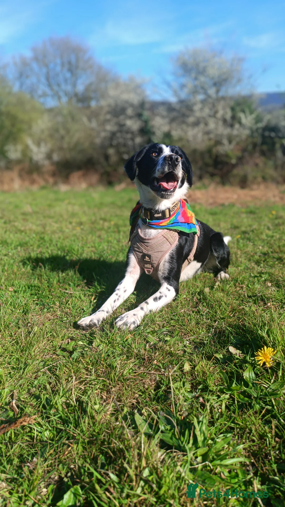 Mixed Breed dogs for sale: Poppadom Collie X Spaniel - Advert 2