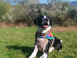 Mixed Breed dogs Poppadom Collie X Spaniel - Advert 3