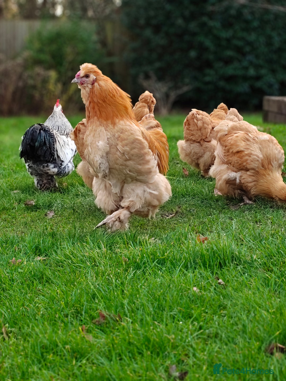Chickens poultry for sale: Pekin Rooster, Buff Orpington x Silkie Rooster - Advert 4