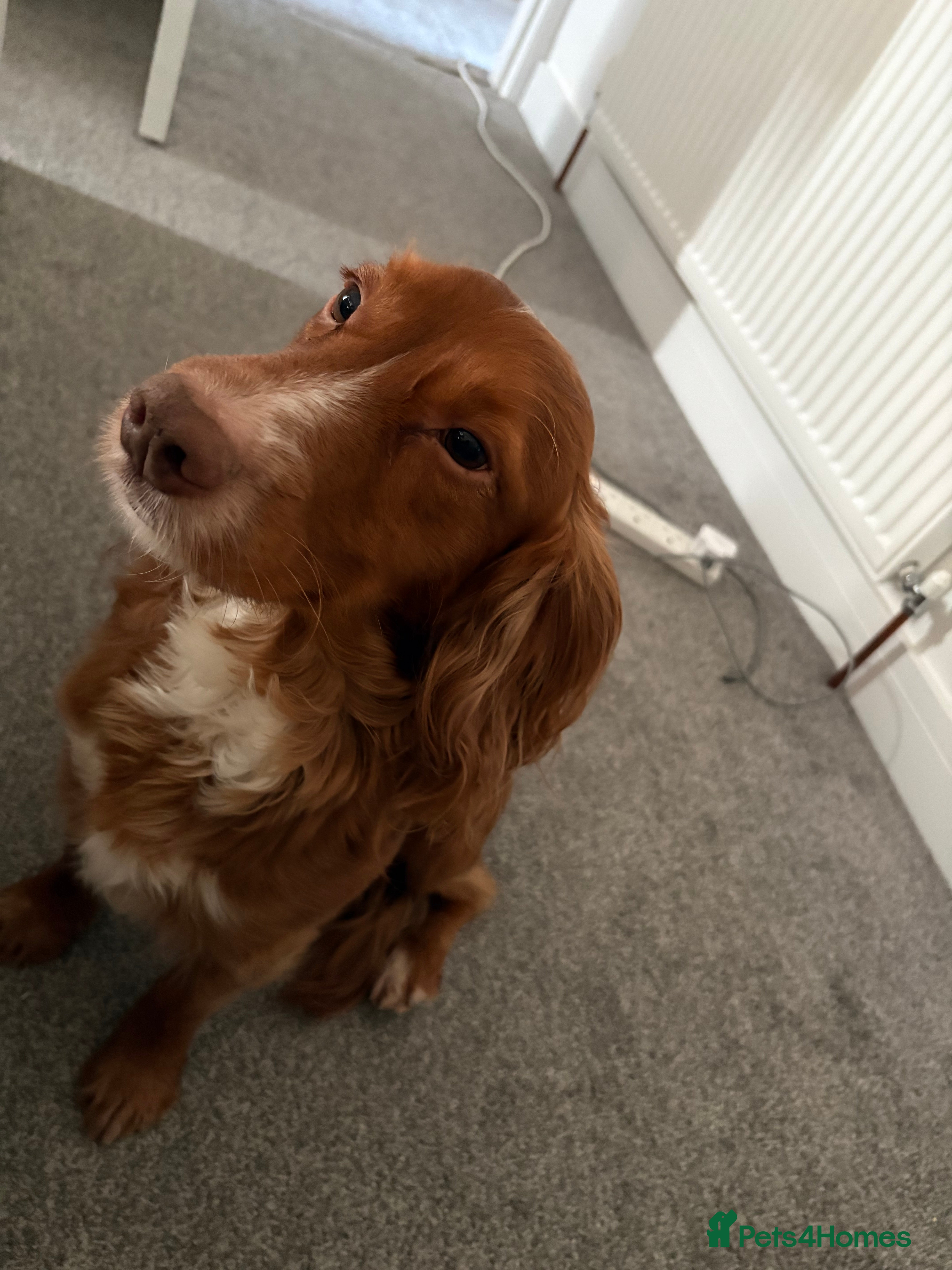 Cocker Spaniel dogs 4yr Old Loving Cocker Spaniel – Jasper in Sheffield - Advert 1