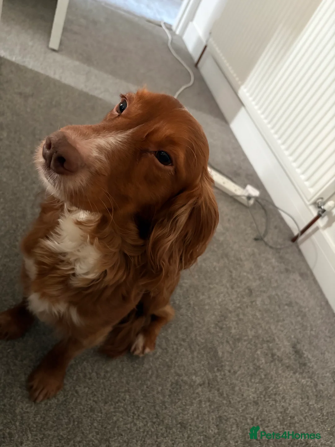 Cocker Spaniel dogs for sale: 4yr Old Loving Cocker Spaniel – Jasper in Sheffield - Advert 1