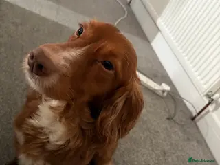 Cocker Spaniel dogs 4yr Old Loving Cocker Spaniel – Jasper in Sheffield - Advert 1