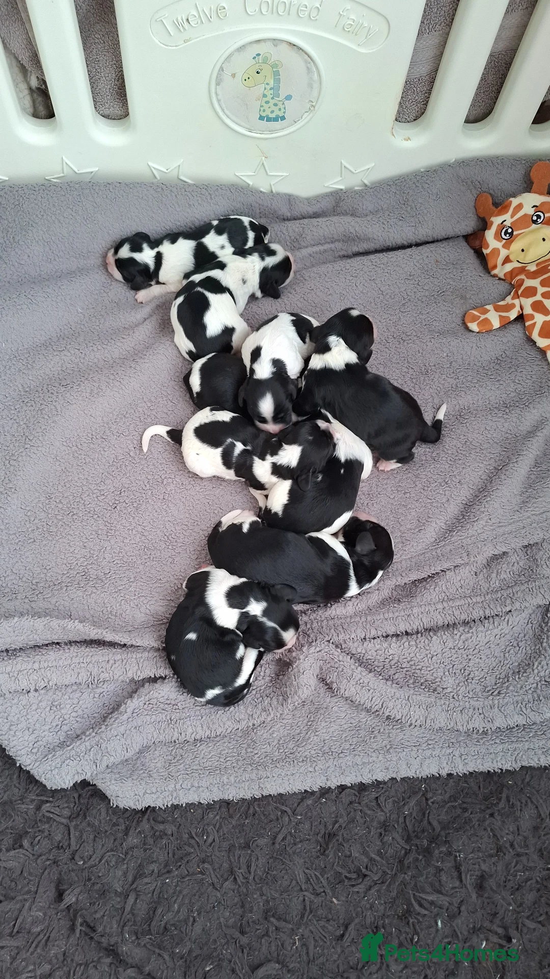 Cavalier King Charles Spaniel dogs for stud: Cavaliear King Charles Stud Only - Advert 5