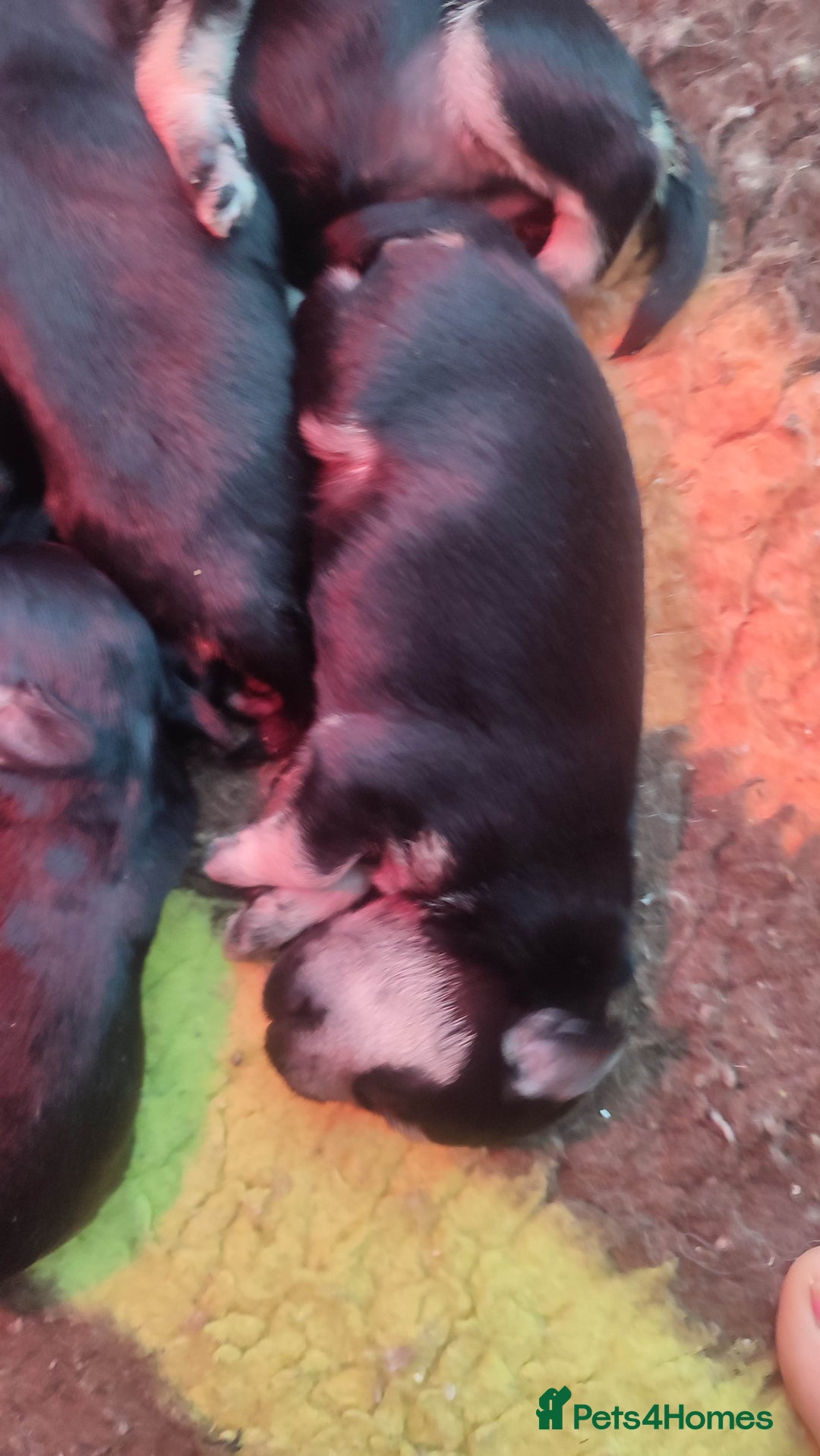 Miniature Schnauzer dogs for sale: Fully health tested and KC registered  - Advert 8