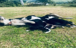 Border Collie dogs for sale: Collie puppies - Image 9