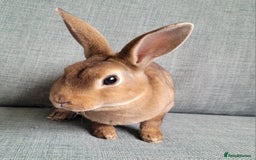 Rex rabbits for sale: Mini Rex babies- various colours & ages - Image 17