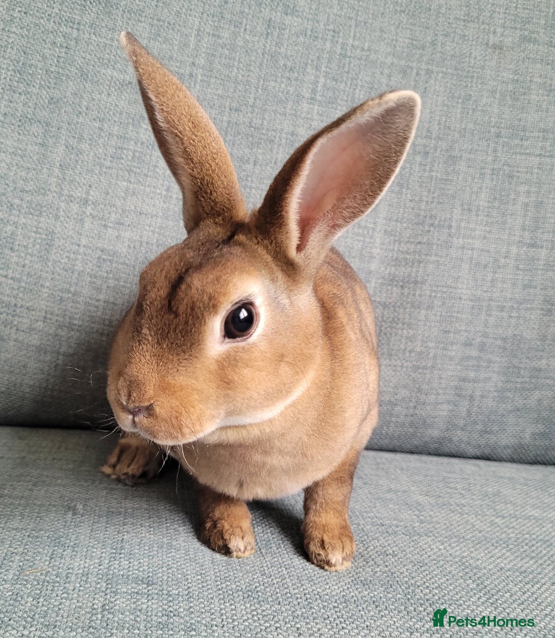 Rex rabbits for sale: Mini Rex babies- various colours & ages - Image 17