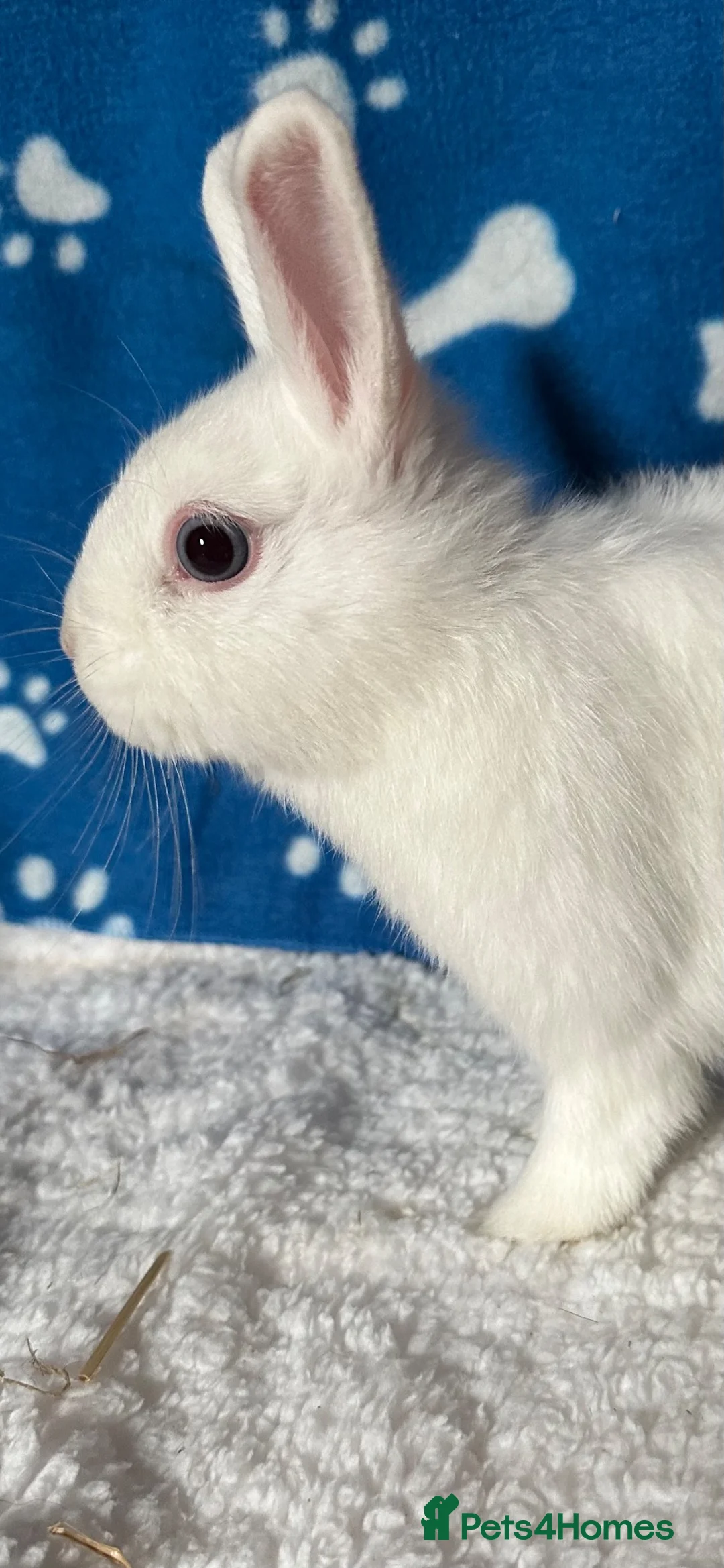 Netherland Dwarf rabbits for sale: Cute and fluffy Pure bred Netherland Dwarves - Advert 8