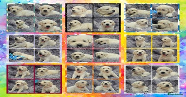Golden Retriever dogs - Advert 13
