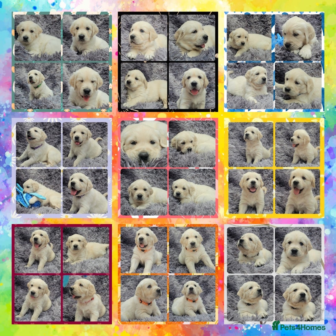 Golden Retriever dogs for sale: 9 KC registered, from imported lines puppies  - Image 2
