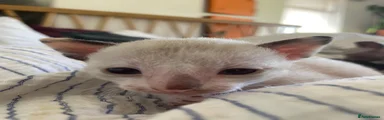 Cornish Rex 4
