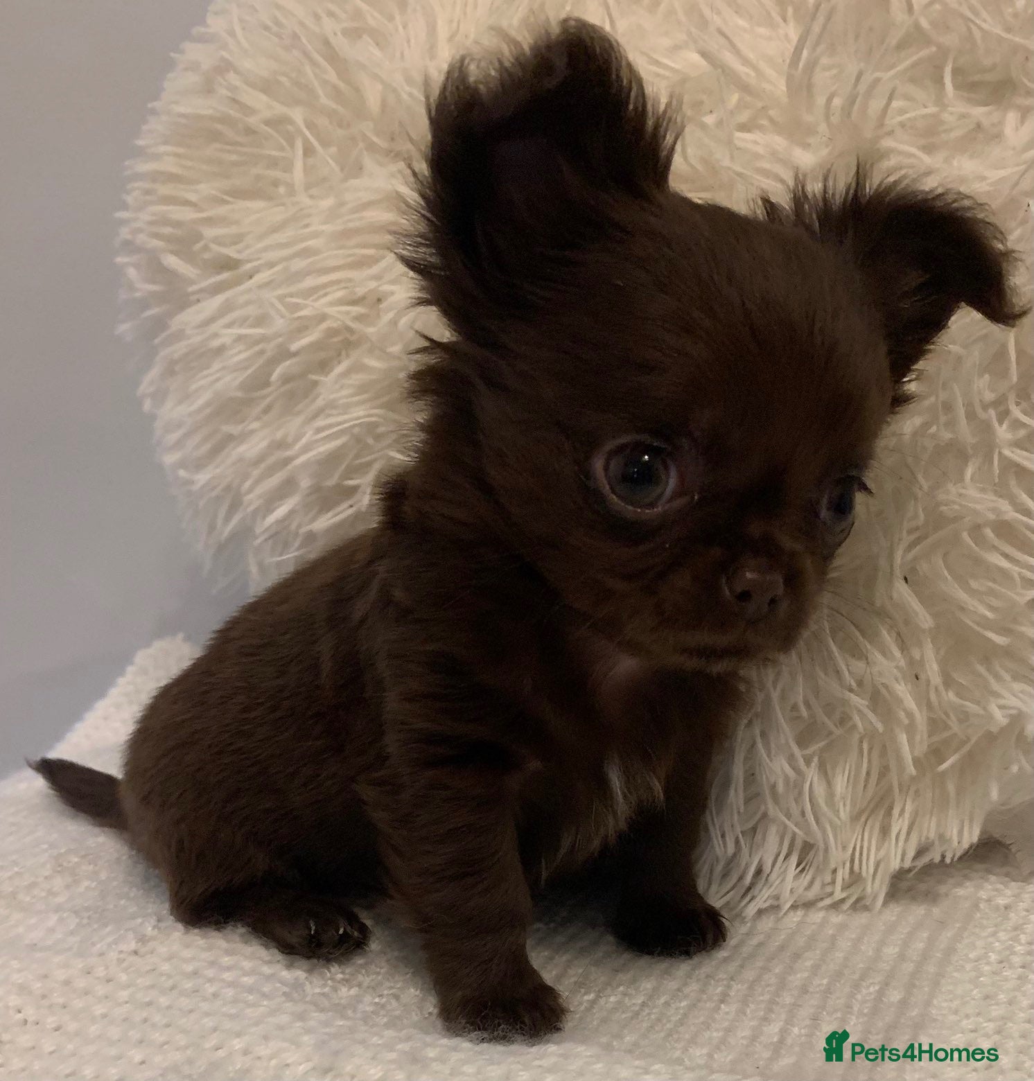 Chihuahua dogs BEAUTIFUL TINY CHOCOLATE BOYS - Advert 14