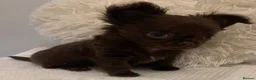 Chihuahua dogs for sale:  TINY CHOCOLATE LONGCOAT BOY - Advert 2