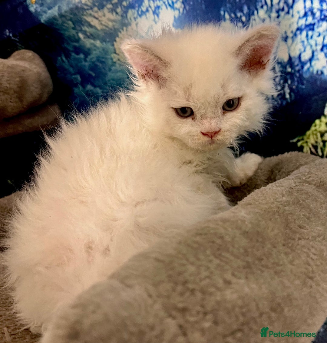 Selkirk Rex cats for sale: Gorgeous Selkirk Rex kittens - Image 28