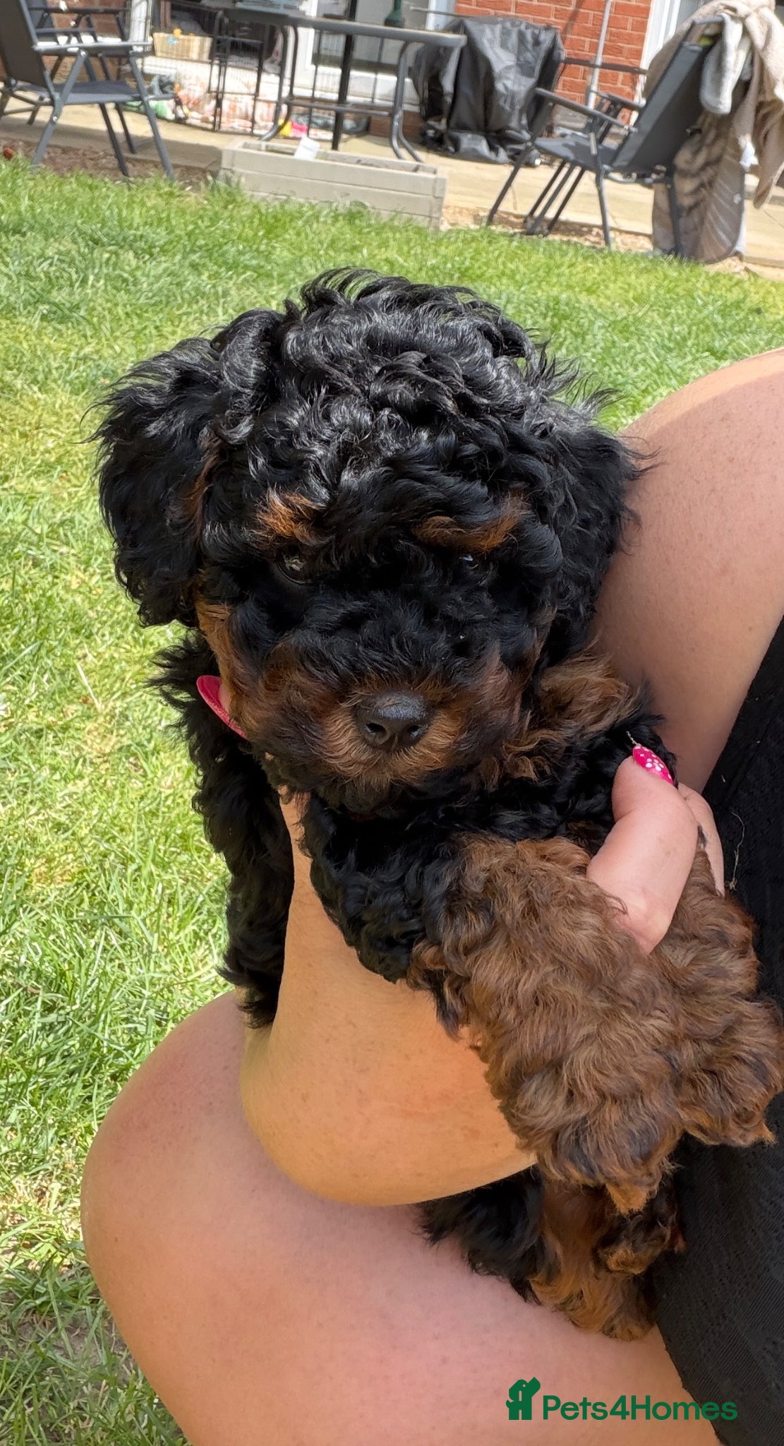 Cockapoo dogs 🩷 Beautiful toy poodle cross 🩷 Asian lines - Advert 2