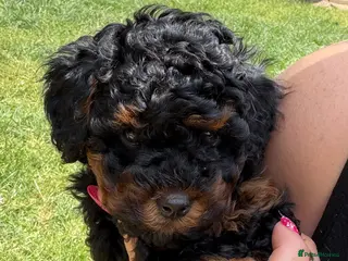 Cockapoo dogs 🩷 Beautiful toy poodle cross 🩷 Asian lines - Advert 1