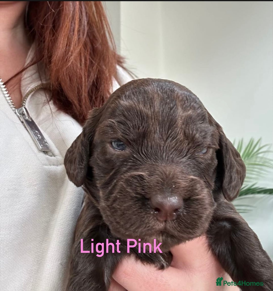 Cocker Spaniel dogs for sale: Chocolate Cocker Spaniel’s  in Crook - Image 8