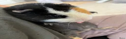 Guinea Pig rodents for sale: Guinea Pig boy, curly gene - Advert 4
