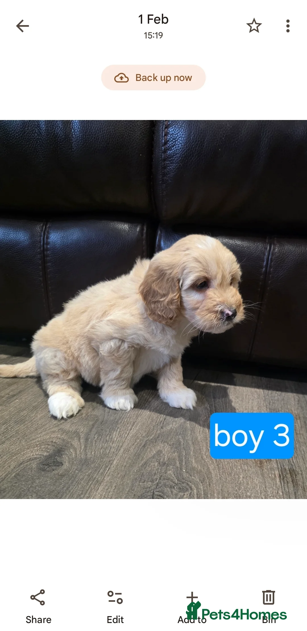 Cockapoo dogs for sale: Adorable Cockapoo pups ready to go 🐾 - Advert 26
