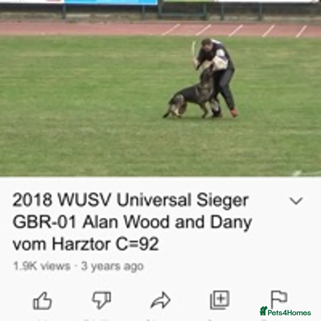 German Shepherd dogs for stud: German Shepherd Kc reg hip scored solid black in Darlington - Advert 8