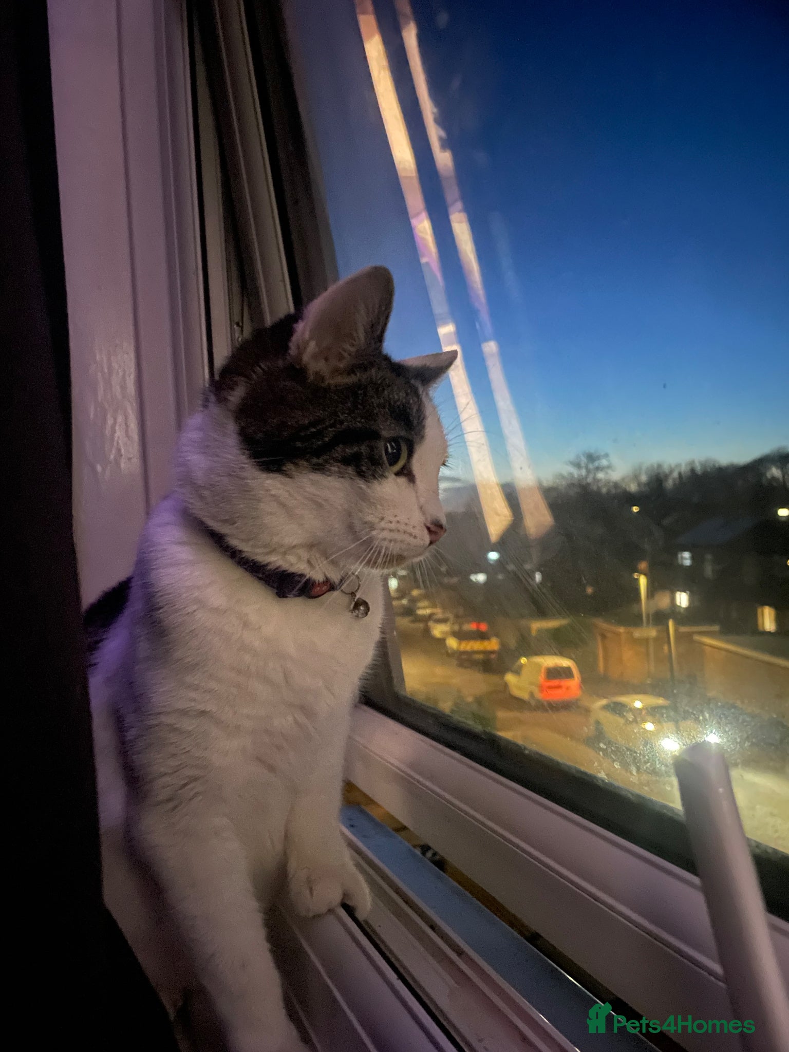 Domestic Shorthair cats for sale: 2 Sweet Bonded Girls - Advert 5