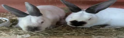 Californian rabbits for sale: Californian Rabbits for sale in Penrith - Advert 2