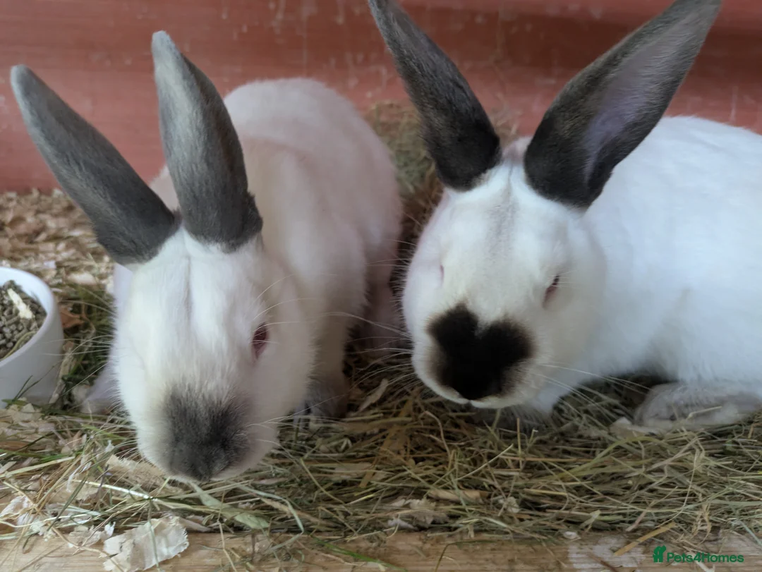 Californian rabbits for sale: Californian Rabbits for sale in Penrith - Advert 2