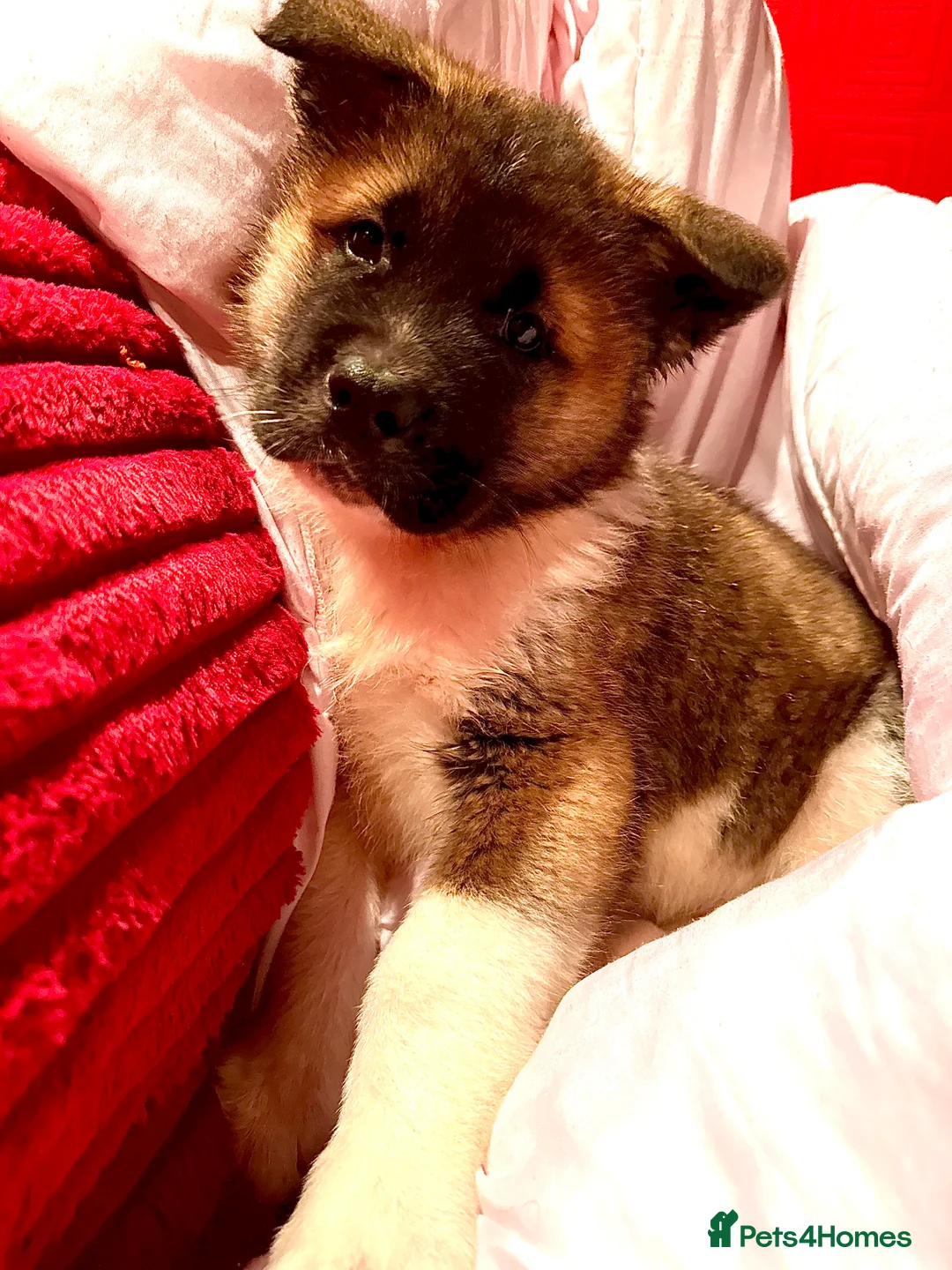 Akita dogs for sale: Akita puppy  in Dagenham - Advert 6