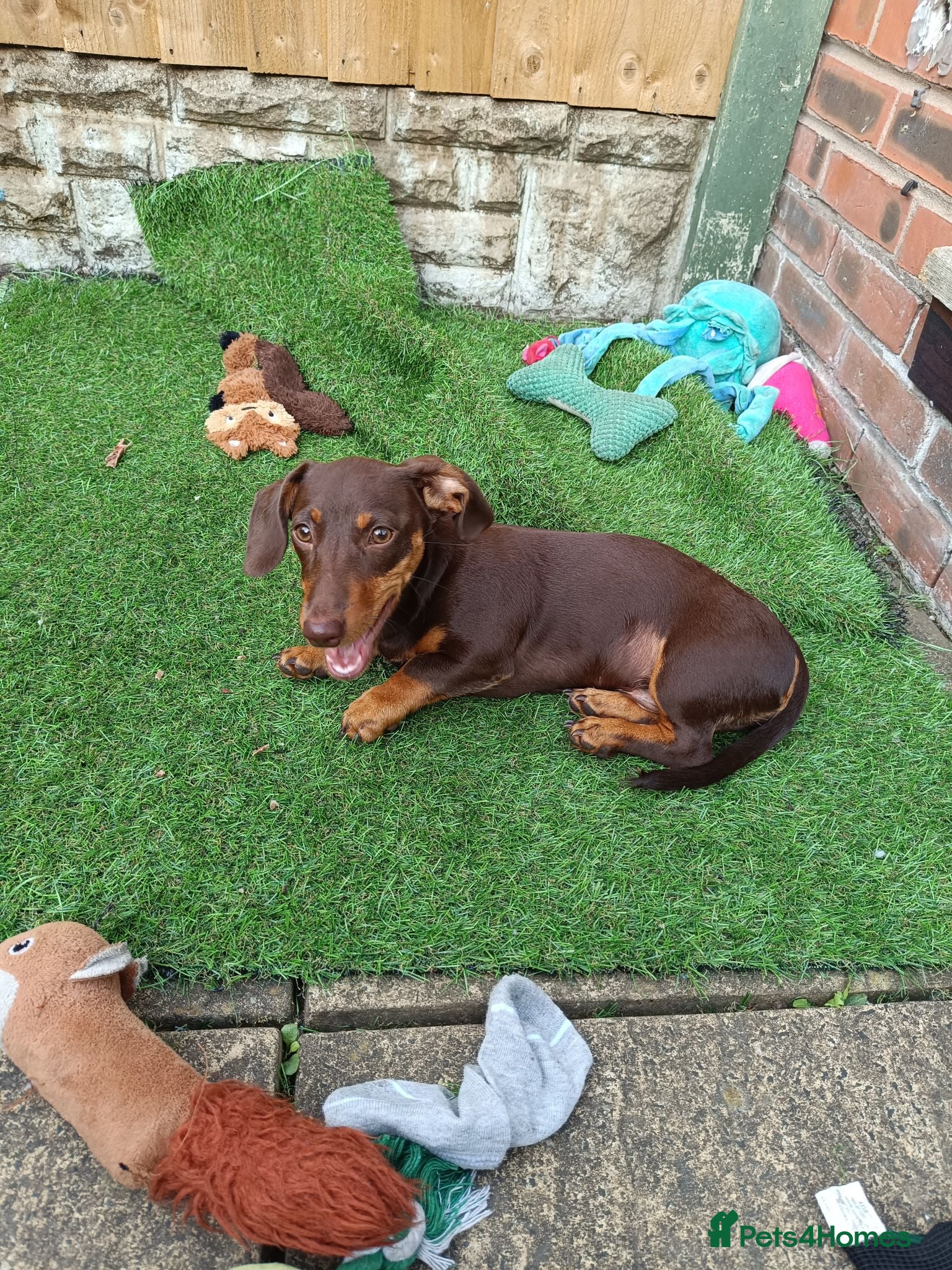 Dachshund dogs Dachshund Puppy - Advert 4